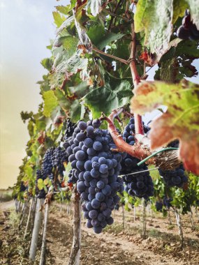 Landschaft Weinberg mit roten Trauben bereit fuer die Ernte, Italien Sardegna
