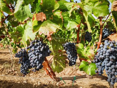 Landschaft Weinberg mit roten Trauben bereit fuer die Ernte, Italien Sardegna