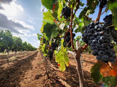 Landschaft Weinberg mit roten Trauben bereit fuer die Ernte, Italien Sardegna