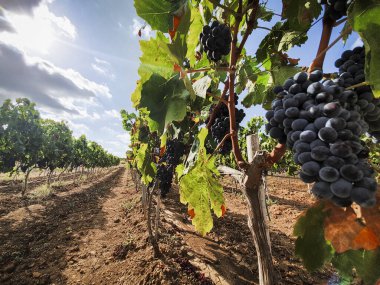 Landschaft Weinberg mit roten Trauben bereit fuer die Ernte, Italien Sardegna clipart
