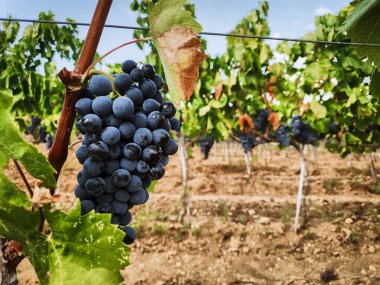 Landschaft Weinberg mit roten Trauben bereit fuer die Ernte, Italien Sardegna