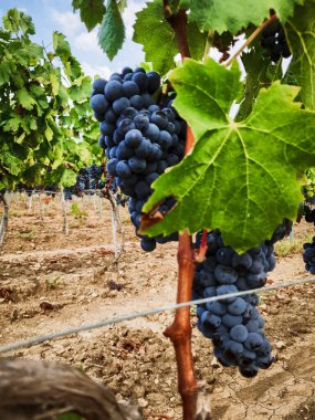 Landschaft Weinberg mit roten Trauben bereit fuer die Ernte, Italien Sardegna