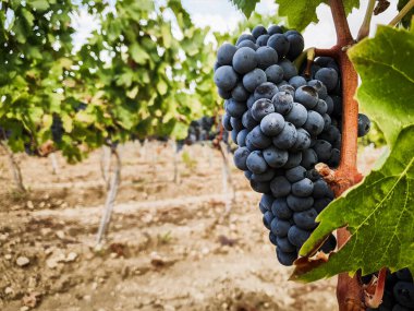 Landschaft Weinberg mit roten Trauben bereit fuer die Ernte, Italien Sardegna