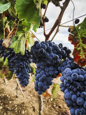 Yakın plan Weinrebe die maeer before die Ernte ist, Italien Sardegna