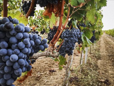 Landschaft Weinberg mit roten Trauben bereit fuer die Ernte, Italien Sardegna
