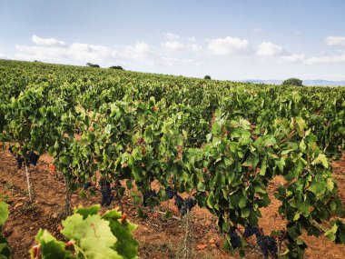 Landschaft Weinberg mit roten Trauben bereit fuer die Ernte, Italien Sardegna clipart