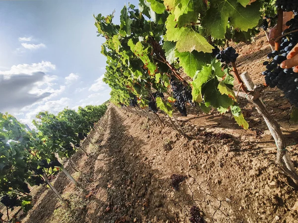 Landschaft Weinberg Mit Roten Trauben Für Die Ernte Italien Sardegna — Stockfoto