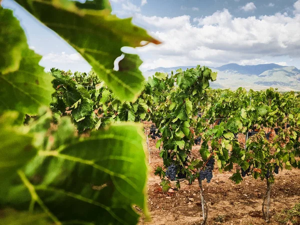Landschaft Weinberg Mit Roten Trauben Für Die Ernte Italien Sardegna — Stockfoto
