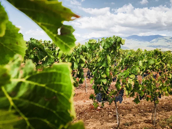 Landschaft Weinberg Mit Roten Trauben Bereit Fuer Die Ernte Italien —  Fotos de Stock