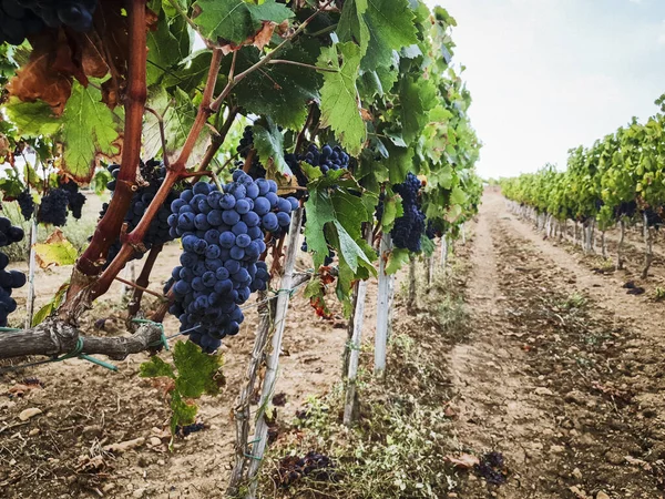 Landschaft Weinberg Mit Roten Trauben Bereit Für Die Ernte Italien — Stockfoto