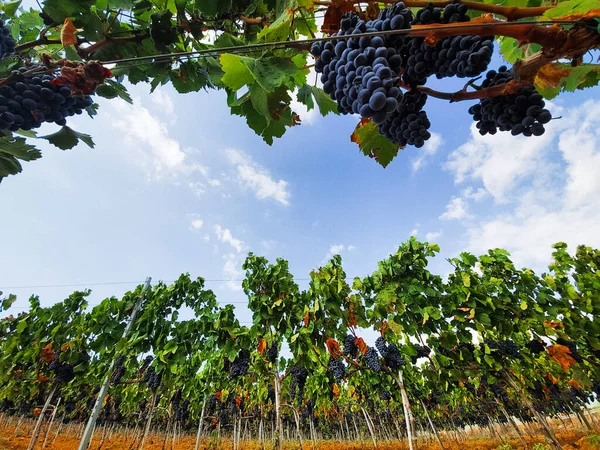 Landschaft Weinberg Mit Roten Trauben Bereit Fuer Die Ernte Italien — Stockfoto