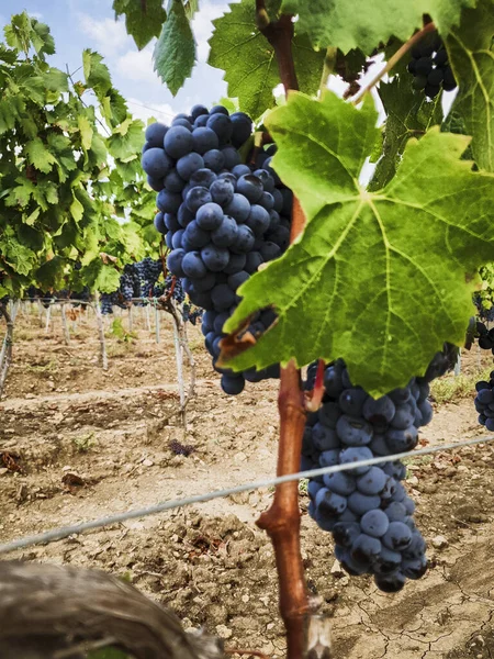 Landschaft Weinberg Mit Roten Trauben Bereit Fuer Die Ernte Italien — 图库照片#