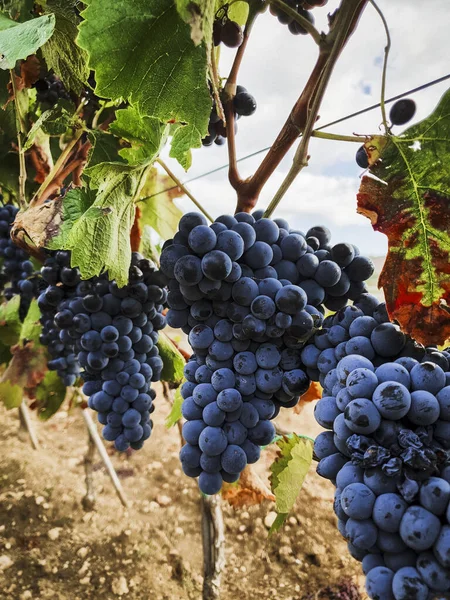 Nahaufnahme Einer Weinrebe Die Bereit Für Die Ernte Ist Italien — Stockfoto
