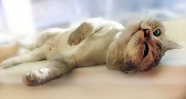 İngiliz kedisi Whisky cins portresi, beyaz pencerenin üstünde yaz güneşinin tadını çıkarıyor, İngiliz komik kedisi, Kesici Kedi rahatlatıcı bahar yürüyüşü komik hayvan reklamları