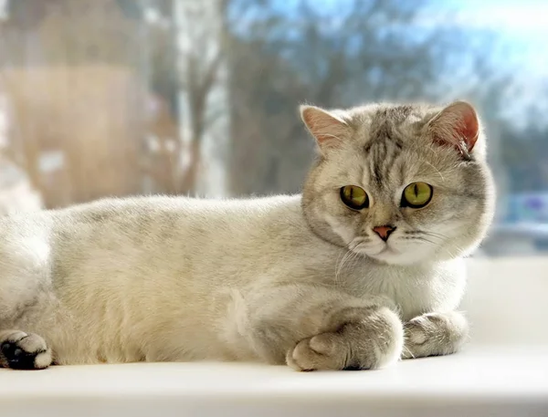 英国猫威士忌品种肖像画享受夏天的阳光在窗户的白色顶部 英国猫有趣 切断猫放松春天的时装表演滑稽动物广告 — 图库照片