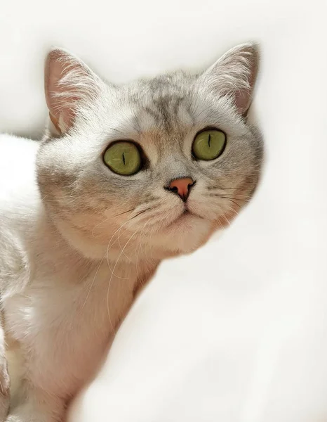 Gato Britânico Retrato Raça Whisky Desfrutando Luz Solar Verão Topo — Fotografia de Stock