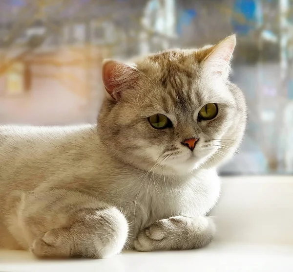 英国猫威士忌品种肖像画享受夏天的阳光在窗户的白色顶部 英国猫有趣 切断猫放松春天的时装表演滑稽动物广告 — 图库照片