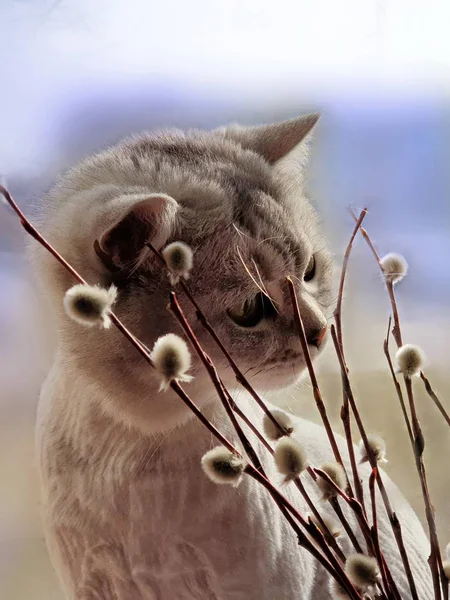 春天猫英国猫威士忌你好春天引用短信问候卡片 可爱猫嗅闻植物柳树动物和花朵蓝天背景复活节猫可爱猫放松海报 — 图库照片