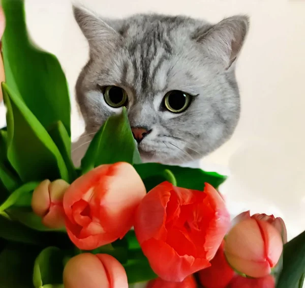 Spring Cat Brittisk Katt Whisky Hej Våren Citerar Text Hälsningskort — Stockfoto