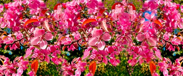 Flores Rosa Manzana Flor Rojo Pétalo Blanco Florecimiento Árbol Rama — Foto de Stock