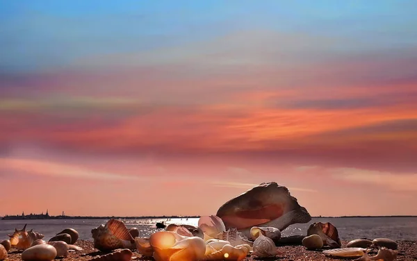 pink sunset at sea and sky ,seashell on beach , fluffy clouds nature landscape background town of Tallinn