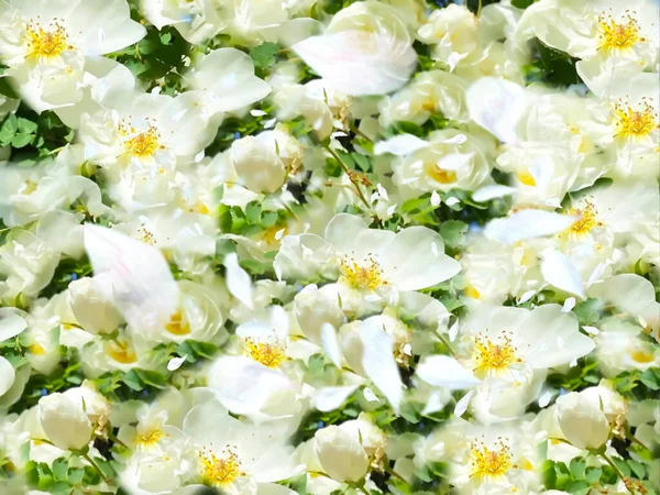 Rosas Blancas Flores Fondo Plantilla Saludos — Foto de Stock