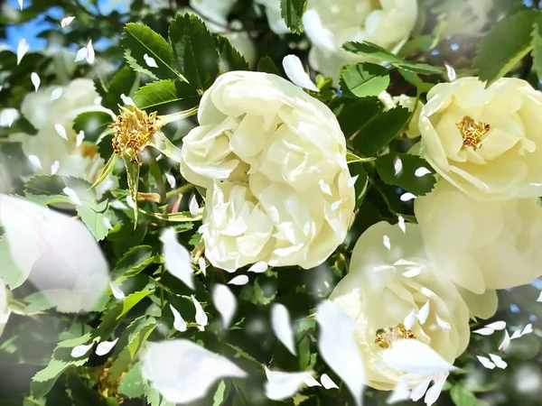 Belle Rose Bianche Petalo Modello Floreale Biglietto Auguri Matrimonio San — Foto Stock