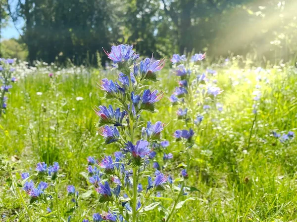 Sommar Vilda Blå Äng Blommor Skogen Blommig Sol Ljus Balkar — Stockfoto