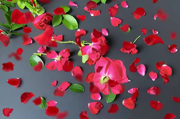 Röda Rosor Blommor Kronblad Och Gröna Blad Svart Bakgrund Blommig — Stockfoto