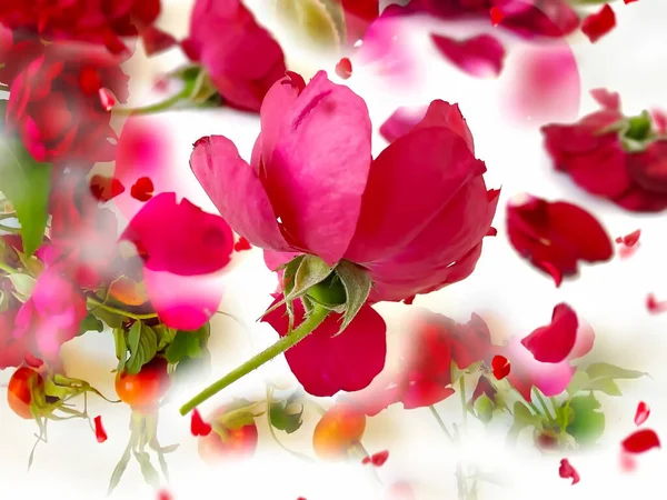 장미꽃의 꽃잎과 배경에 — 스톡 사진