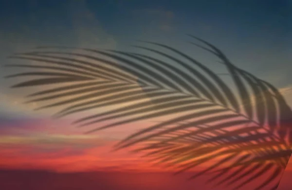 热带树木叶型轮廓在粉红黄色日落海滩棕榈上的前天自然景观概念背景模板 — 图库照片