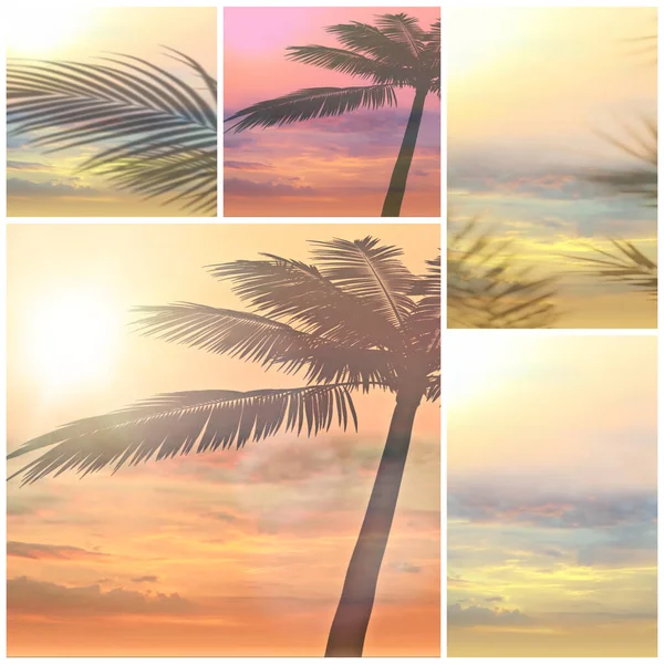 Тропічне Дерево Листя Силует Рожевий Захід Сонця Пляжна Долоня Передньому — стокове фото