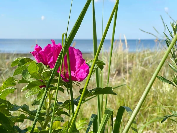 Sommar Strand Blommor Rosa Sand Nypon Blommor Och Kronblad Med — Stockfoto