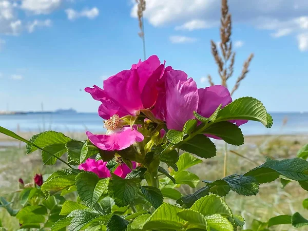 Yaz Kumsalı Pembe Gül Yaprakları Böğürtlen Çiçekli Gül Kalçası Çalısı — Stok fotoğraf