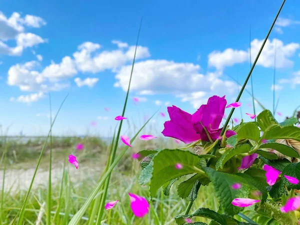 Nyponbuske Med Rosa Rosenblad Och Bär Blommig Sommar Strand Bakgrund — Stockfoto