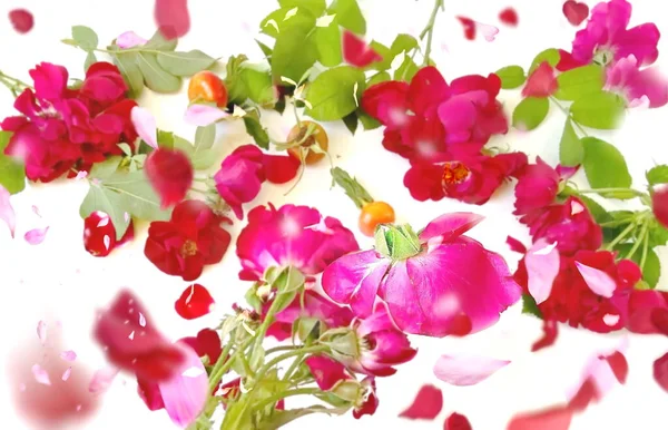 Rosa Rossa Petalo Sfondo Floreale Giardinaggio Macro — Foto Stock