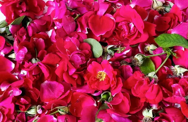 Rosas Brillantes Rojas Hermosas Flores Boda Floral Con Plantilla Fondo — Foto de Stock