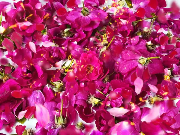 Rosa Rosas Rojas Cadera Flores Silvestres Pero Pétalo Plantilla Fondo — Foto de Stock