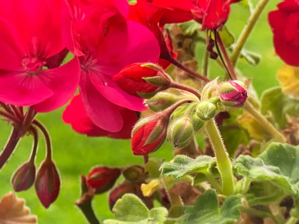Квіти Герані Але Пелюстки Зеленого Листя Квітковий Макро Фон — стокове фото