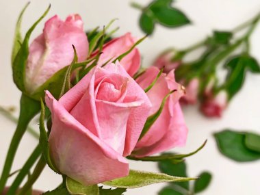 Beyaz arkaplanda pembe gül buketi