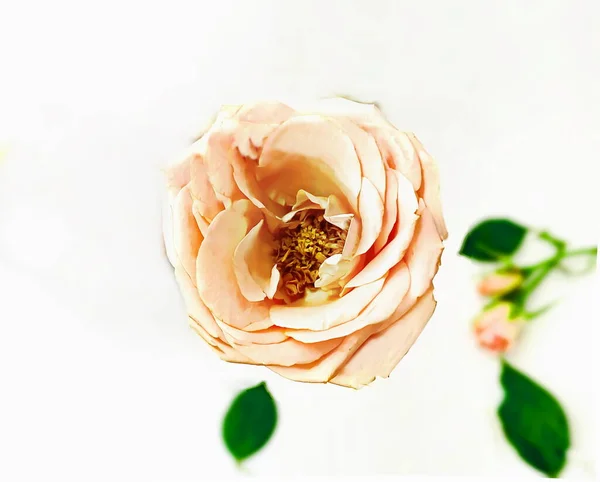 Rosas Rosadas Pero Hoja Verde Fondo Blanco San Valentín Día — Foto de Stock