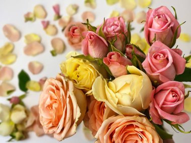 Arka planda güller, Sevgililer Günü için pembe güller ve taç yaprakları.