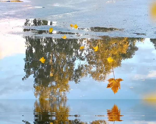 Осенние Листья Отражение Голубого Неба Луже Воды Фоне Сезона Асфальта — стоковое фото