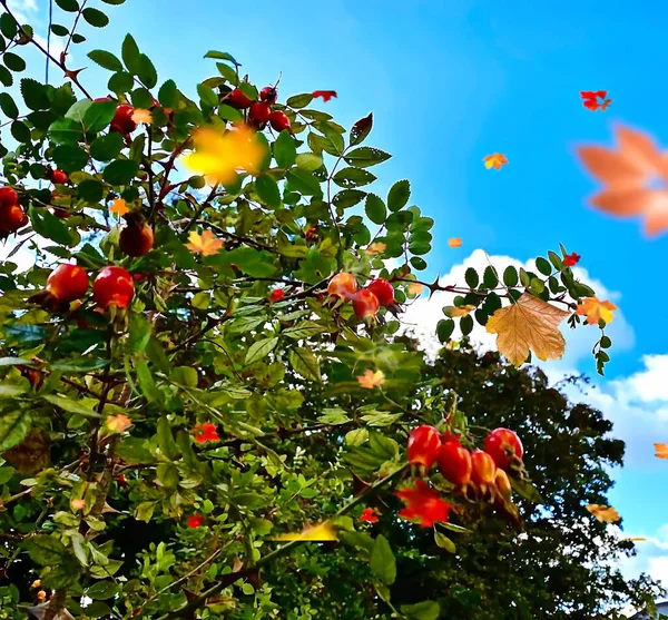Hüftbusch Mit Roten Beeren Und Grünen Blättern Auf Blauem Himmel — Stockfoto