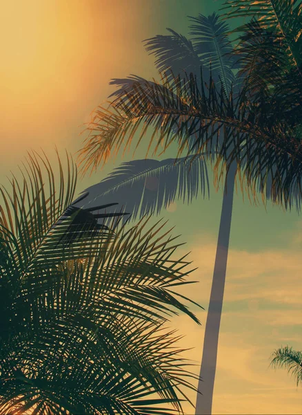 蓝天上的绿色棕榈树叶子在异国情调植物的前面夏天日落热带自然模板旗帜卡片墙纸 — 图库照片