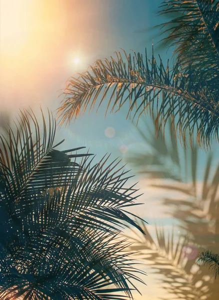 Feuille Palmier Vert Sur Ciel Bleu Avant Plante Exotique Coucher — Photo