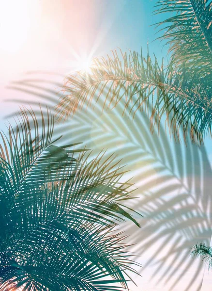 Grüne Palme Blatt Auf Blauem Himmel Vorne Exotische Pflanze Sommer — Stockfoto