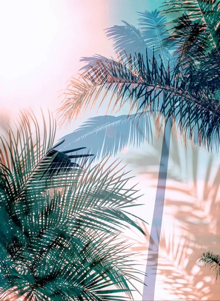 緑のヤシの木の葉青空の上にエキゾチックな植物夏の日没熱帯自然背景テンプレートバナーカード壁紙 — ストック写真