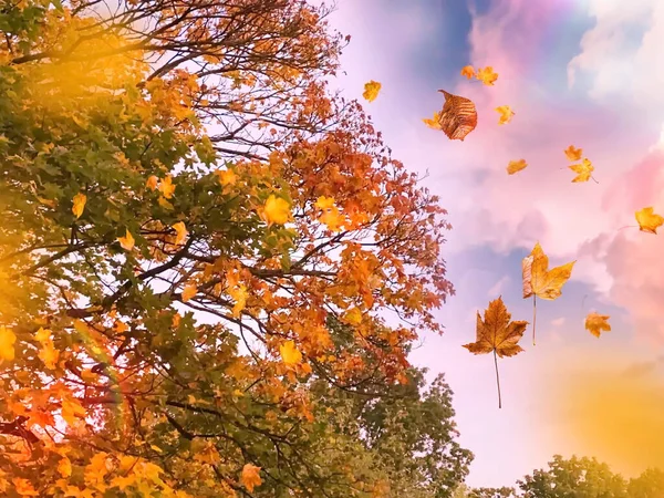 Outono Parque Verde Folhas Amarelas Queda Azul Céu Natureza Paisagem — Fotografia de Stock