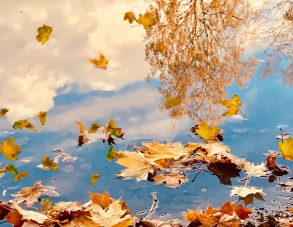 Осіннє Жовте Листя Падає Воду Асфальтовому Блакитному Небі Білі Хмари — стокове фото